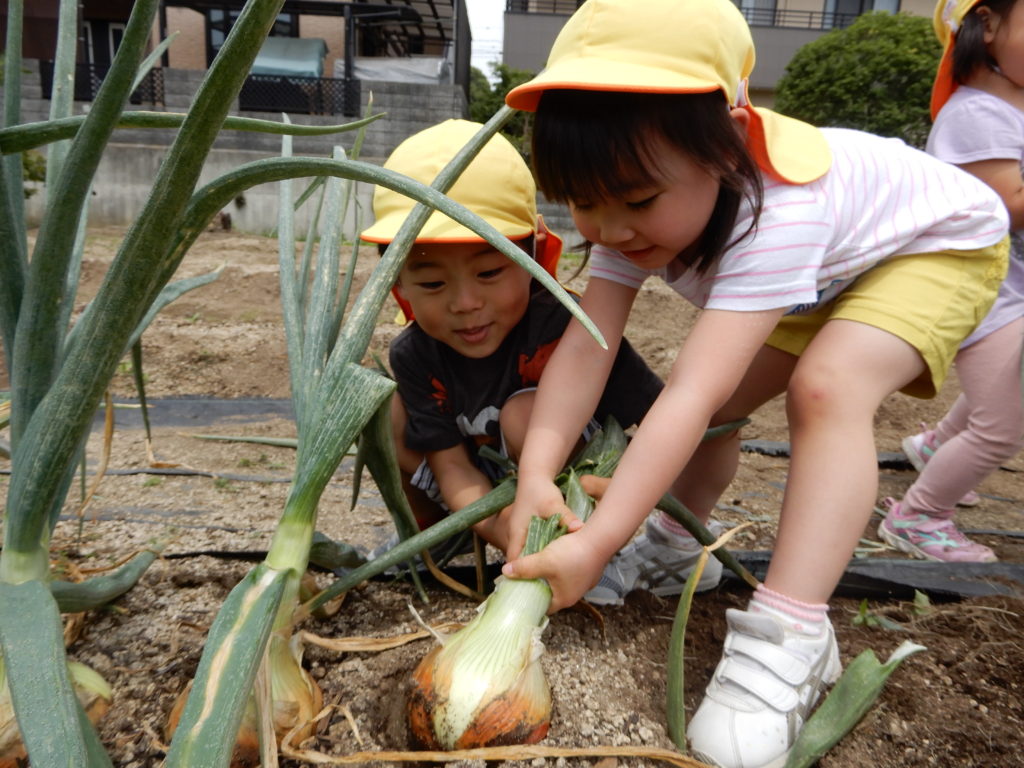 玉ねぎ 収穫